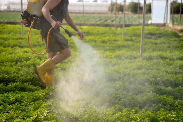 Best Affordable Pest Control Services  in Argyle, TX