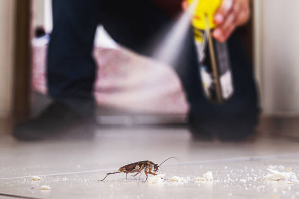 Best Flea Control Services  in Argyle, TX